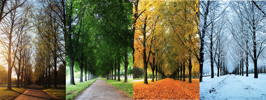 Image of four seasons in a single frame